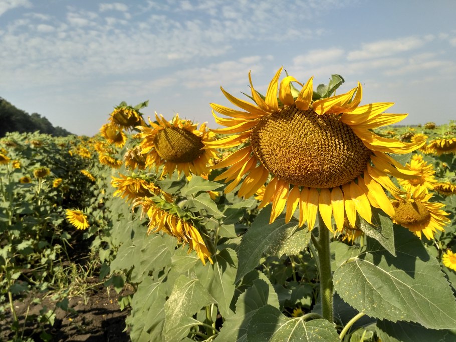 Аведовъ масло подсолнечное
