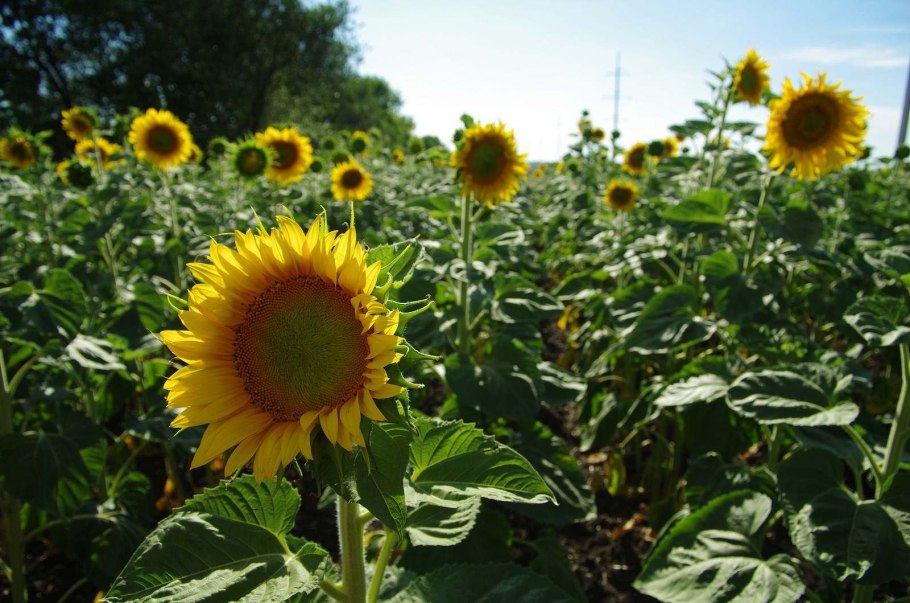 Подсолнух растет