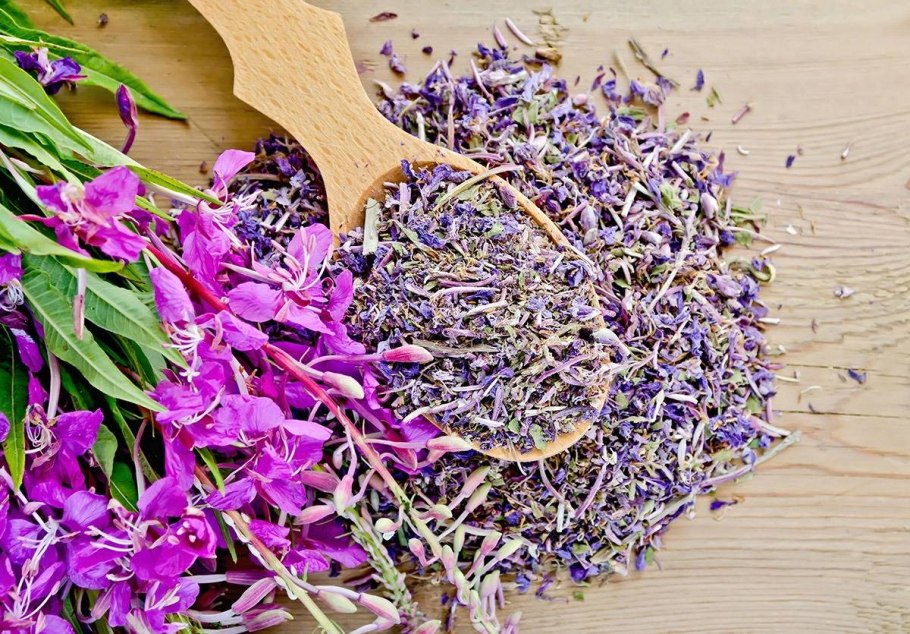 Иван чай кипрей чай