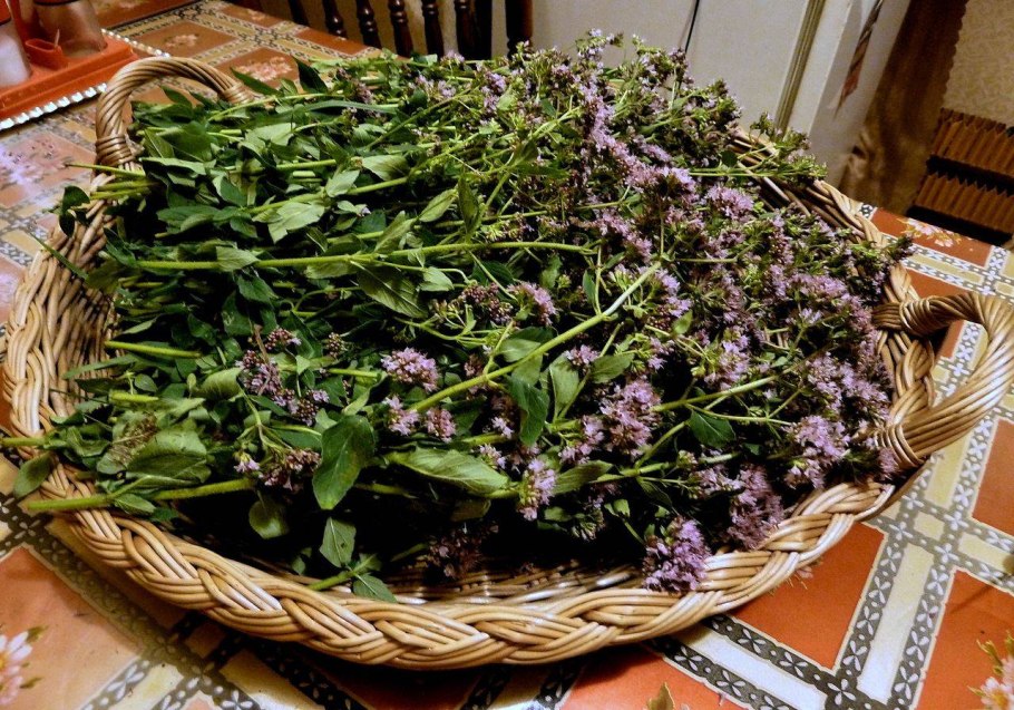 Душица обыкновенная сушеная