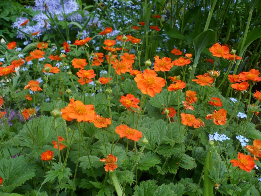 Гравилат Боризин