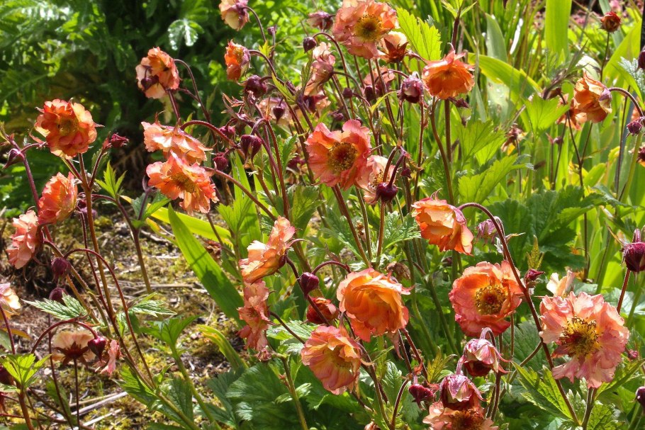 Гравилат ярко-красный Borisii-strain