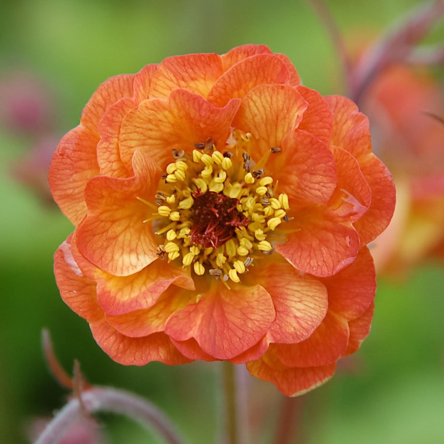 Гравилат Брэдшоу