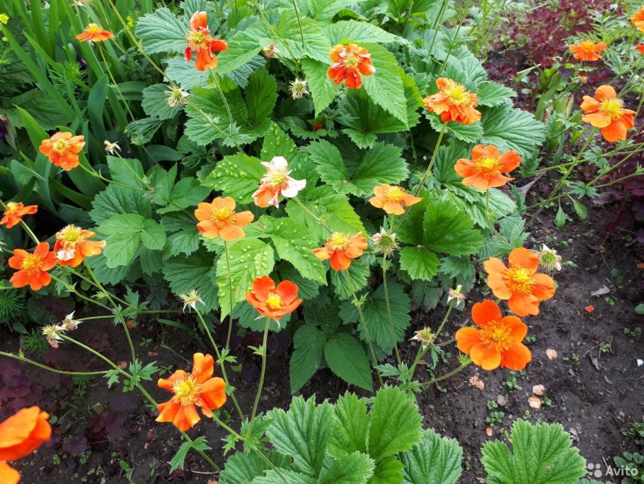 Гравилат Борисий