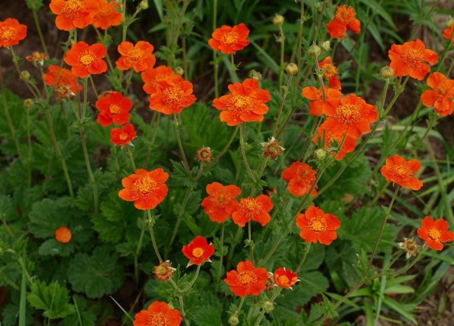 Гравилат Тинкербелл