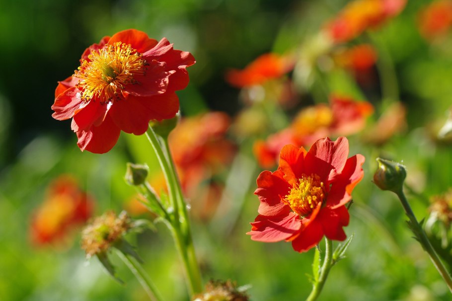 Гравилат Геум