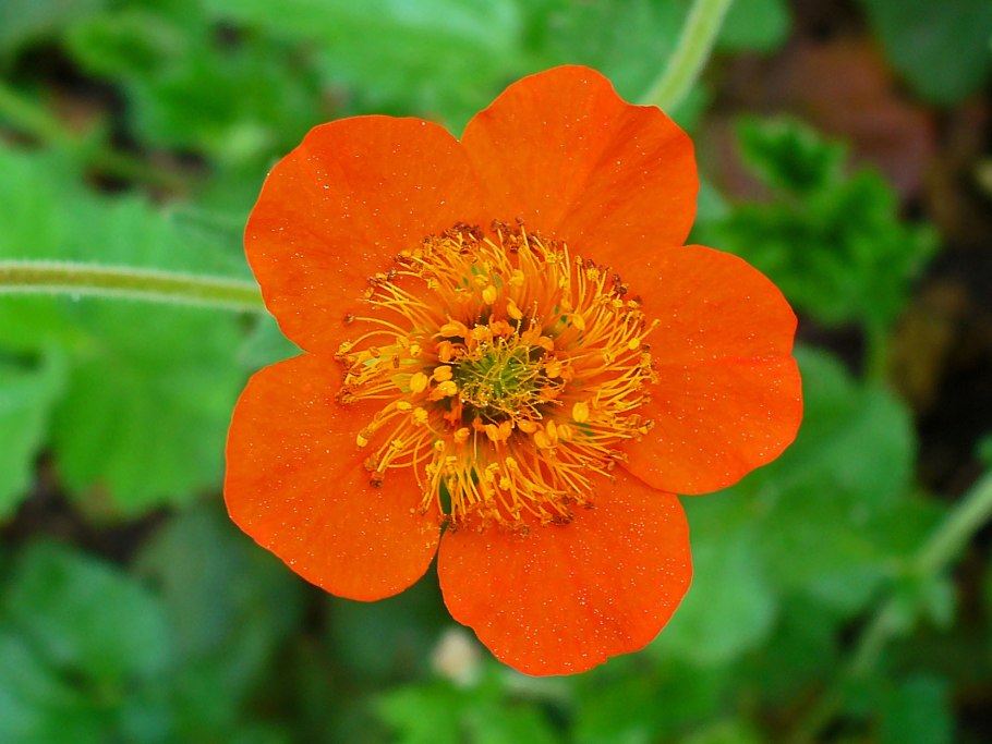 Гравилат Pink Petticoats