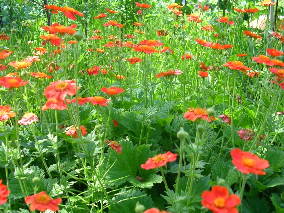 Гравилат многолетний оранжевый