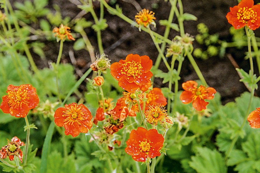 Гравилат mai tai