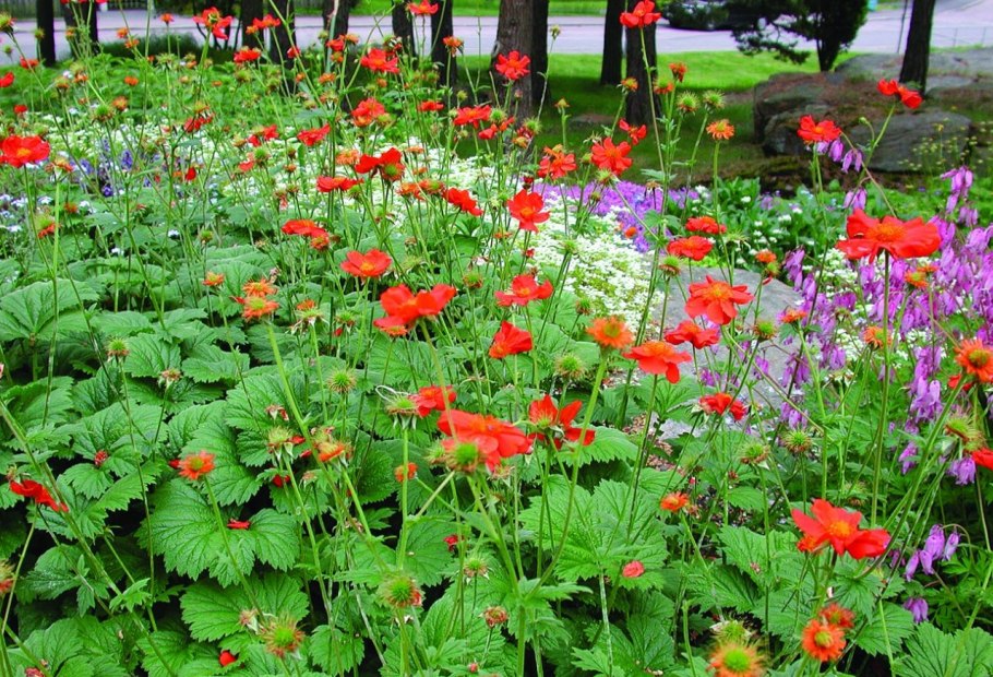 Гравилат чилийский оранжевый