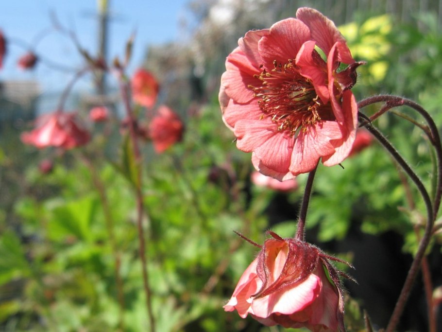 Гравилат красноцветковый