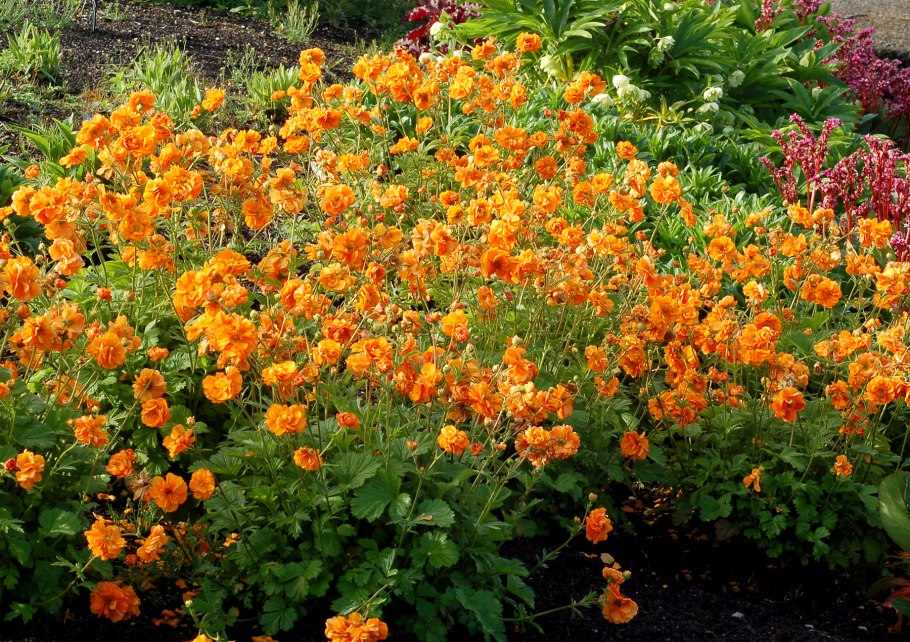 Гравилат Брэдшоу