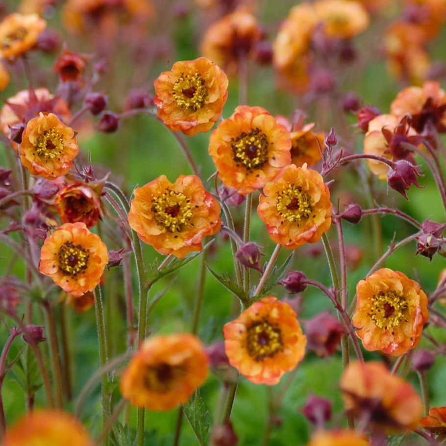 Гравилат ярко-красный Borisii