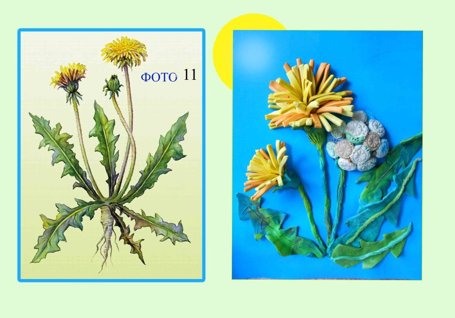 Удлиненные укороченные и розеточные побеги