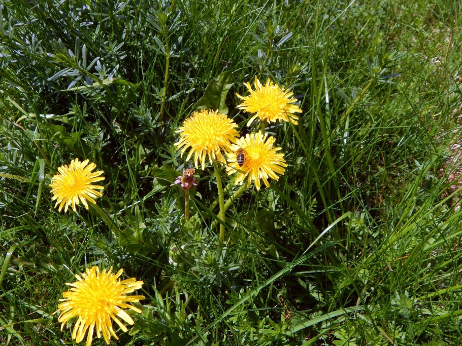 Корзинка одуванчика лекарственного