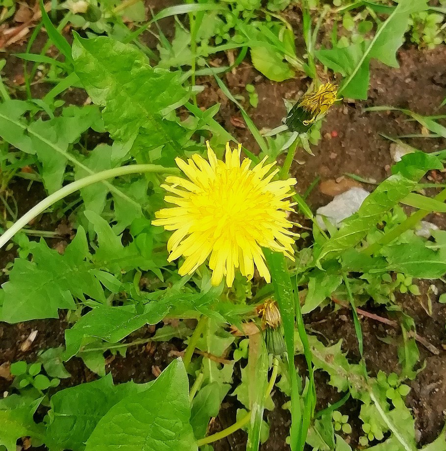 Taraxacum officinale иллюстрация