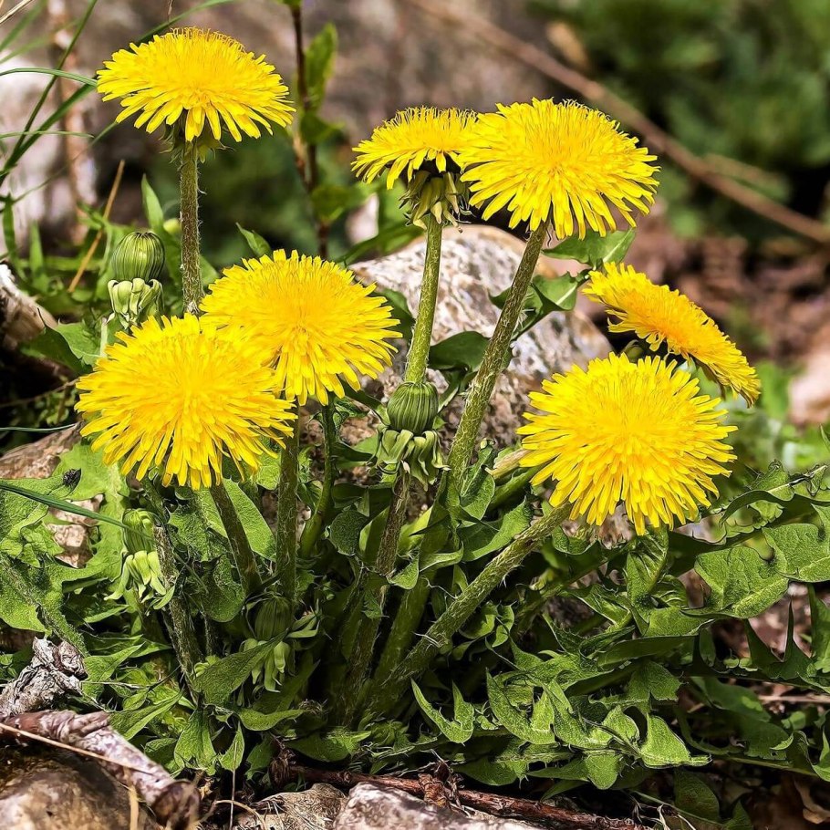 Taraxacum officinale Wigg.