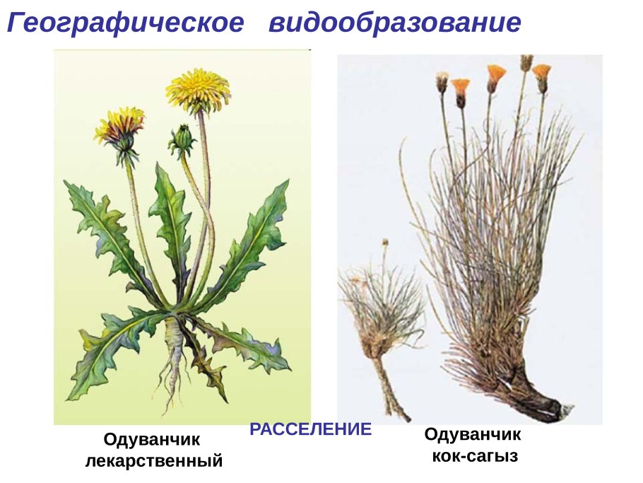 Цветок садовый одуванчиковый
