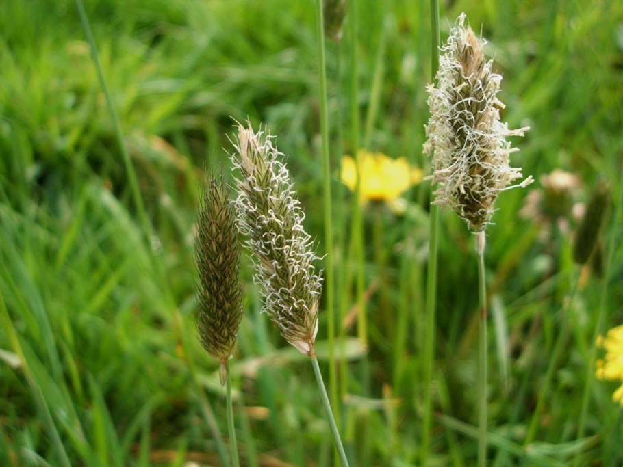Лисохвост Луговой Alopecúrus praténsis