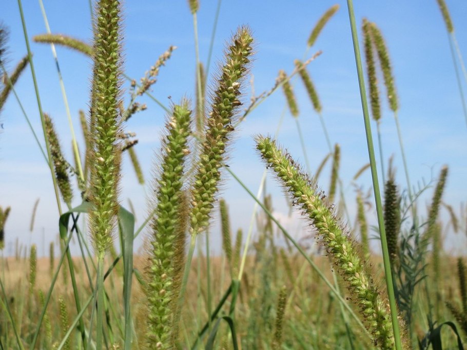 Лисохвост Луговой (Alopecurus pratensis).
