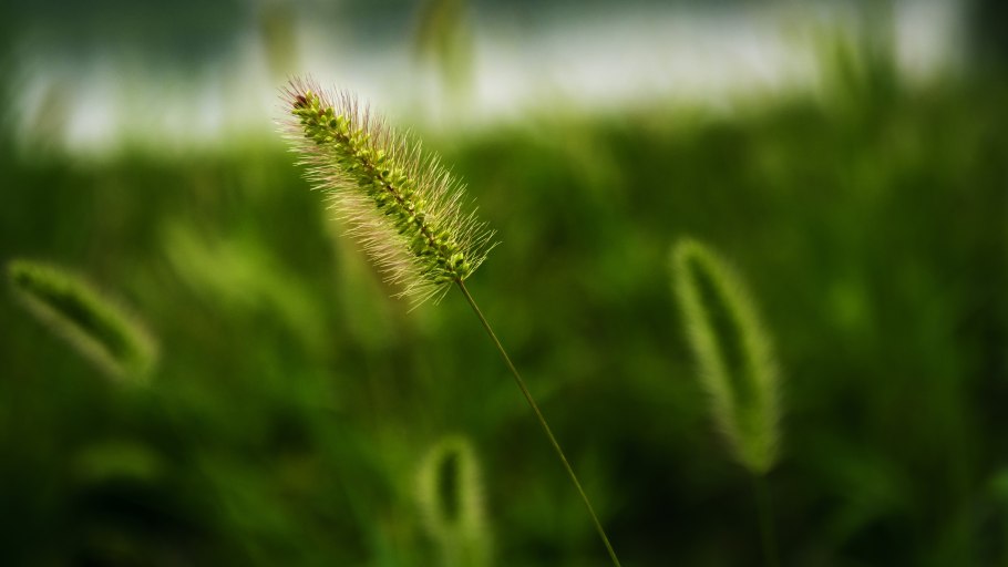 G6 Phleum pratense