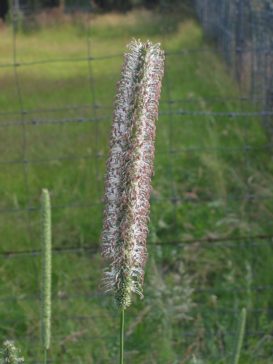 Тимофеевка (Phleum)