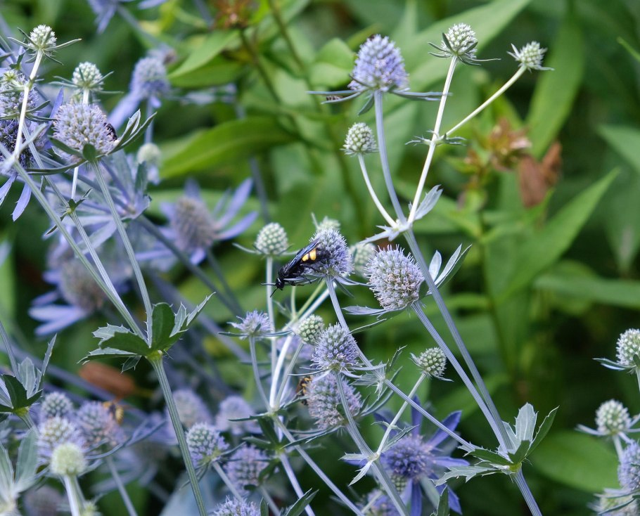 Синеголовник Ливенворта