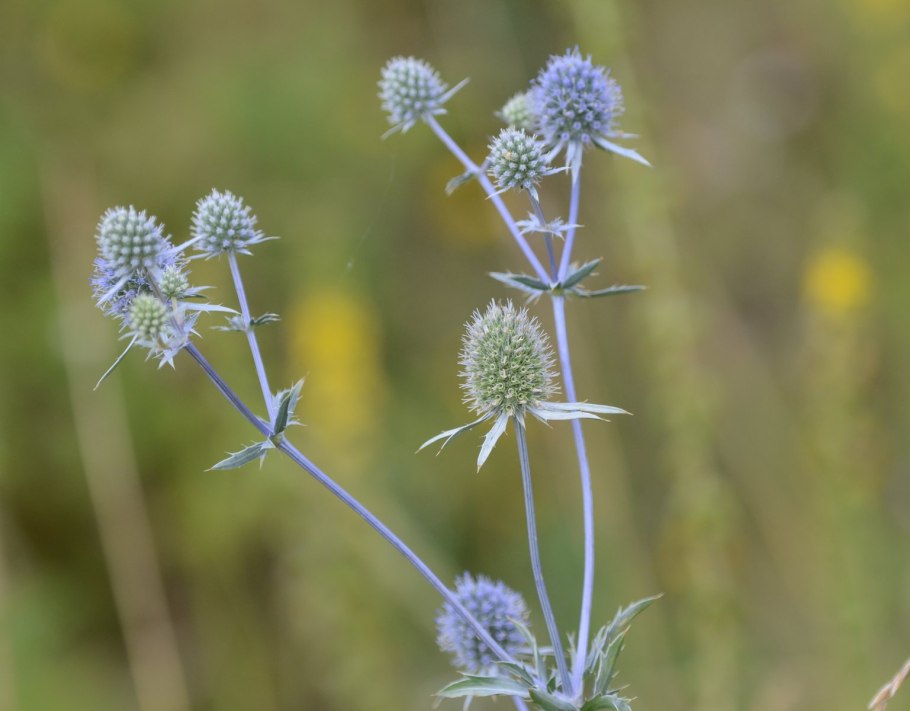 Синеголовник Альпийский Барракуда