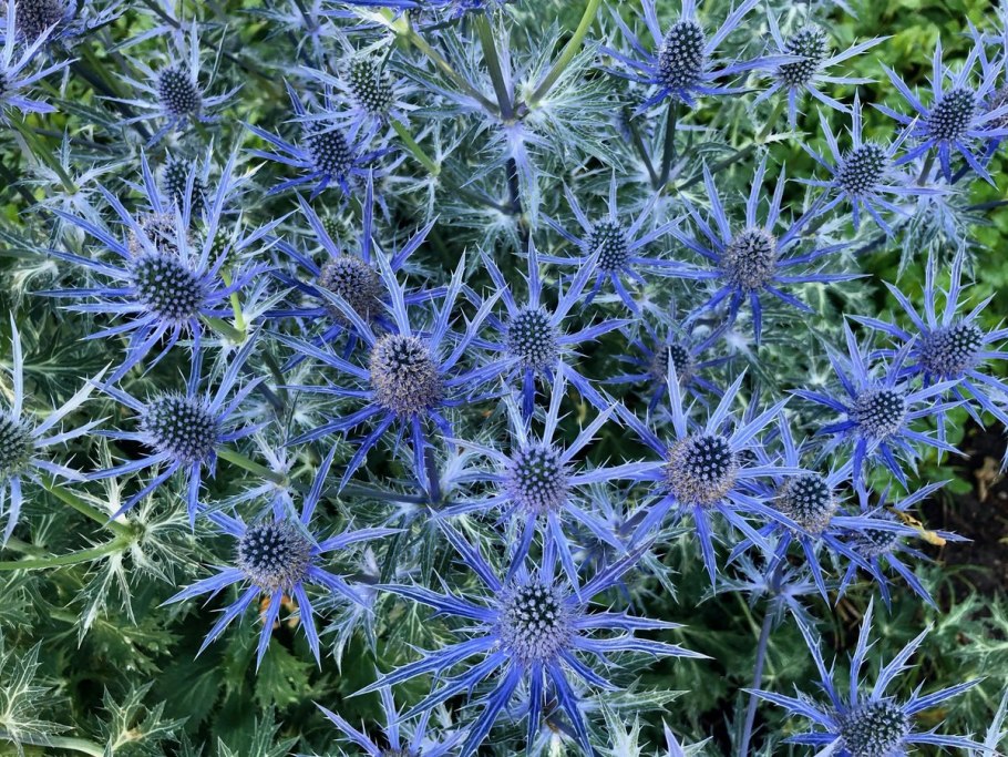 Синеголовник плосколистный Eryngium Planum