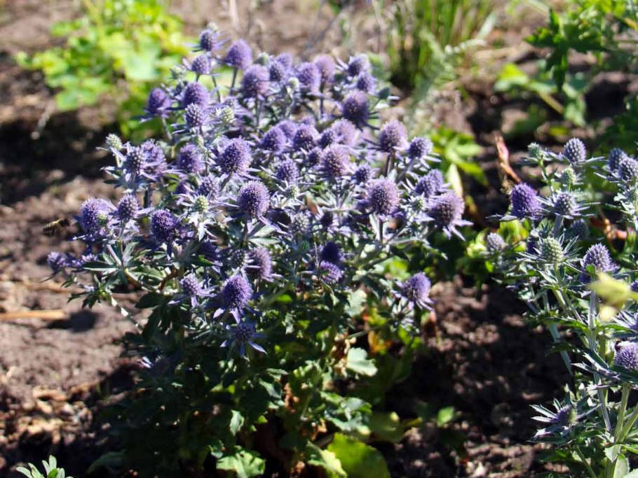 Синеголовник Альпийский Planum