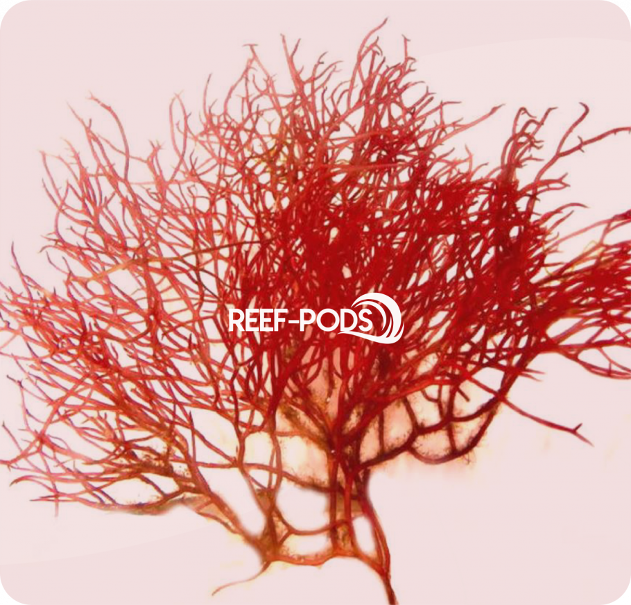 Зимняя иллюстрация ботаника