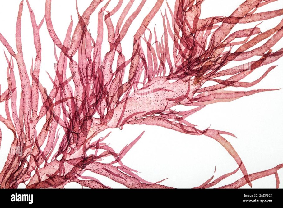 Флоридеевые водоросли