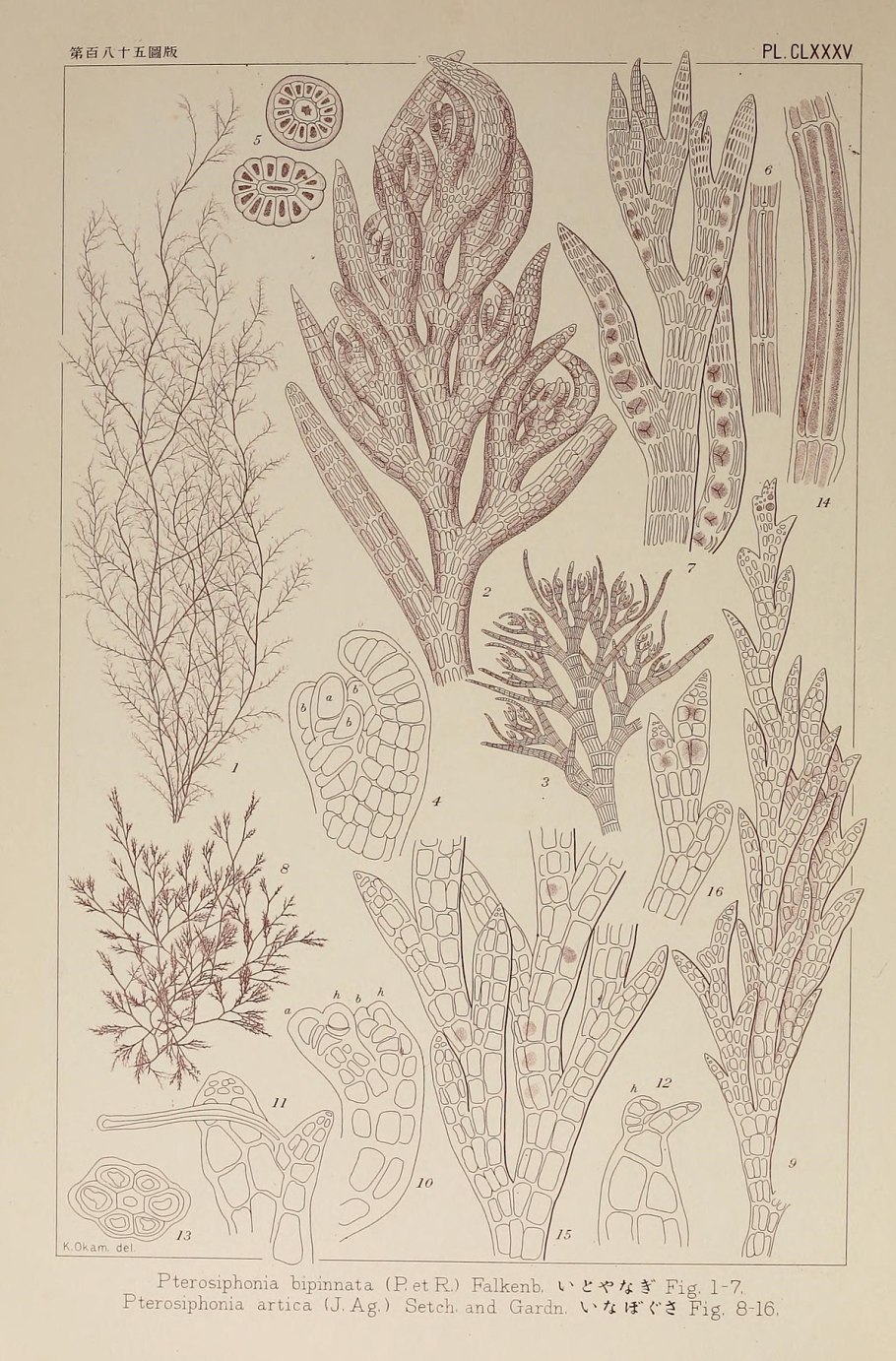Ассимиляторы у красных водорослей