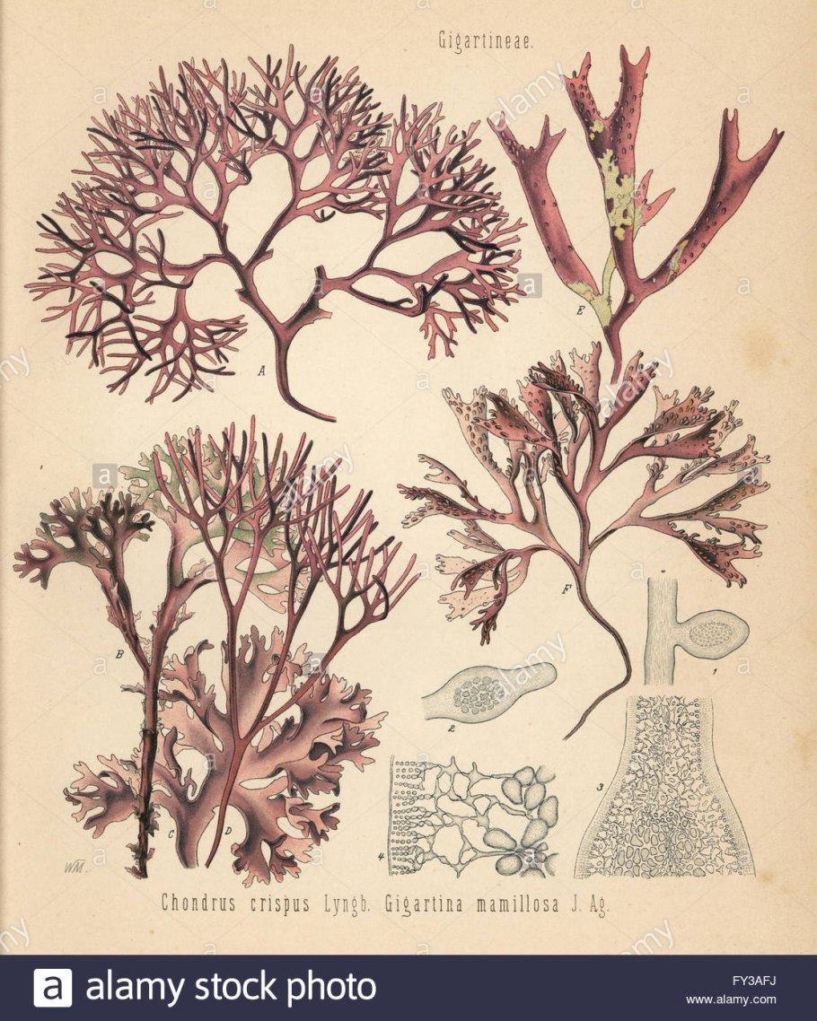 Тип таллома бурых водорослей