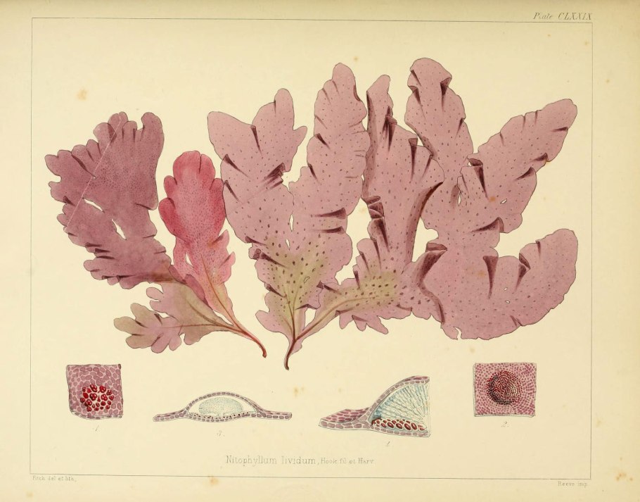 Отдел цианобактерии сине-зеленые водоросли