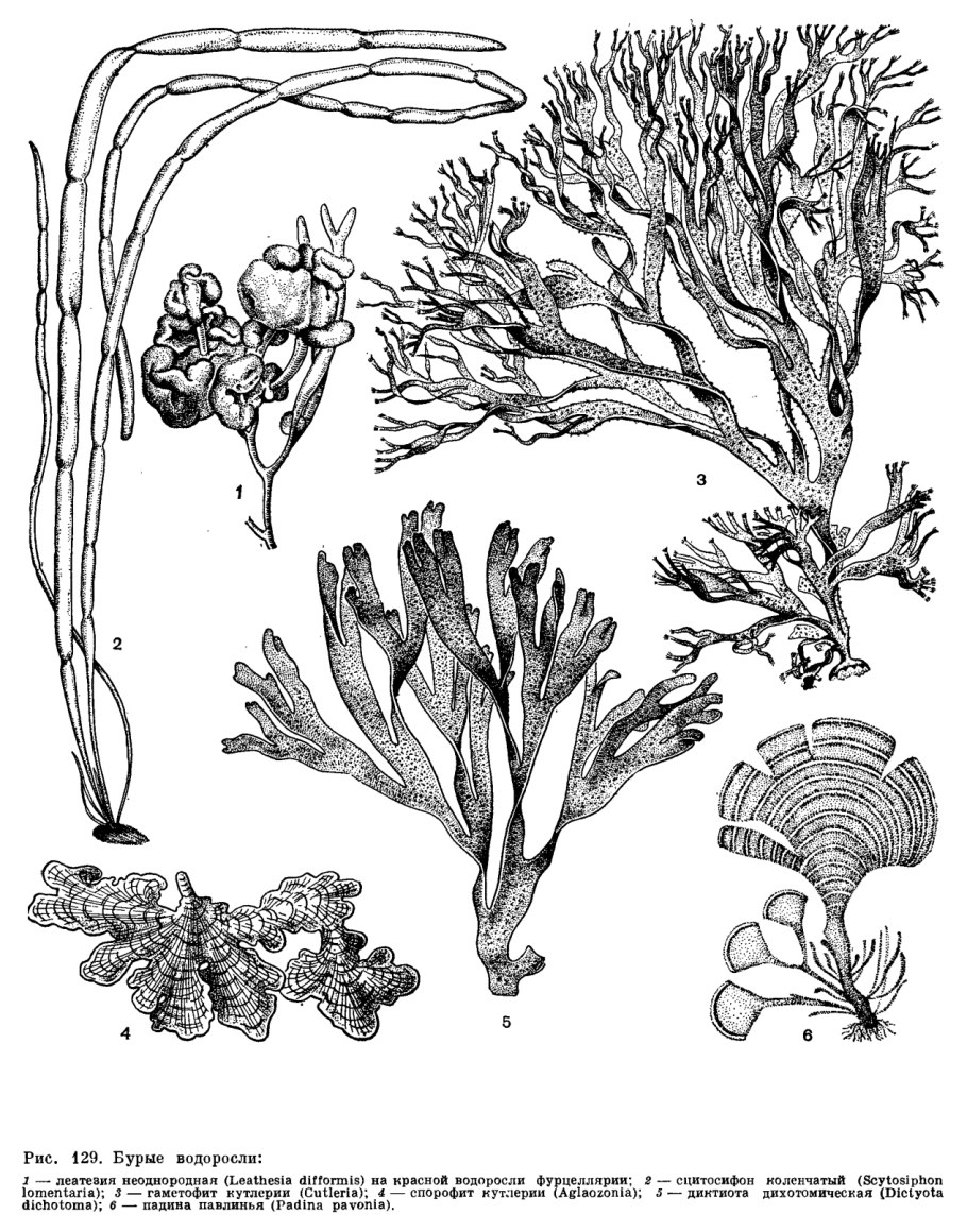 Бурые водоросли Phaeophyceae