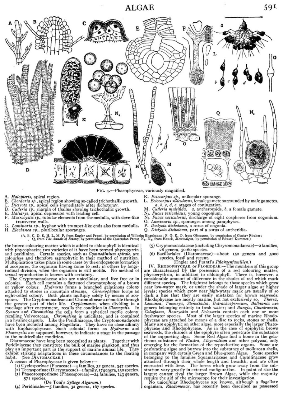 Ectocarpus siliculosus