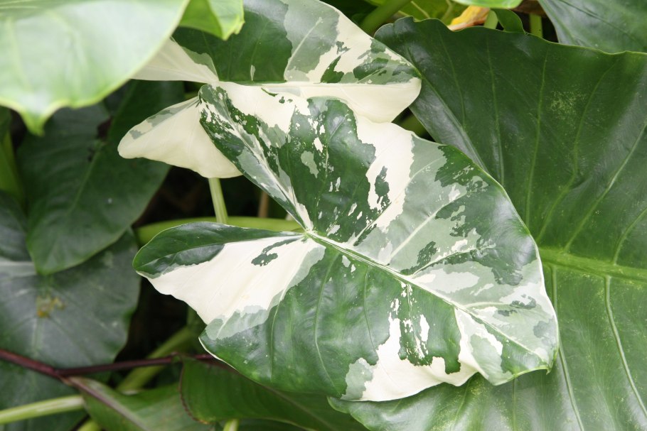 Алоказия Black Velvet