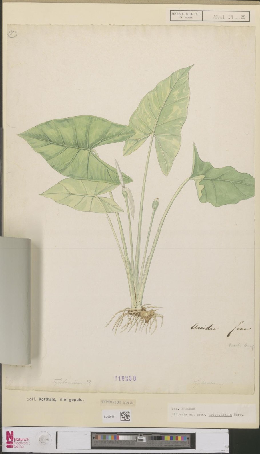 Алоказия с резными листьями