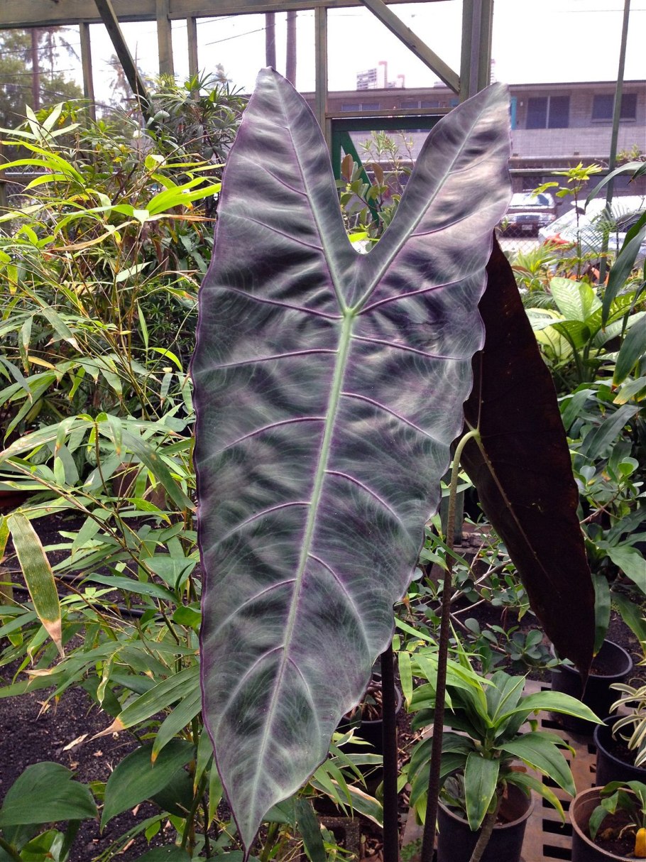 Алоказия конфетти