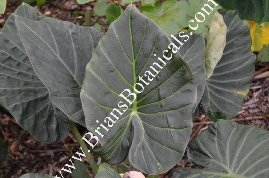 Алоказия Amazonica