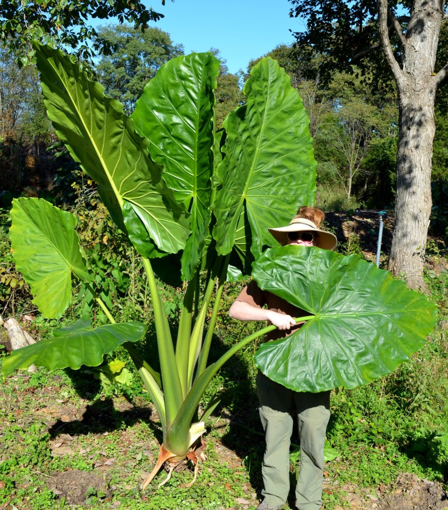 Alocasia macrorrhiza
