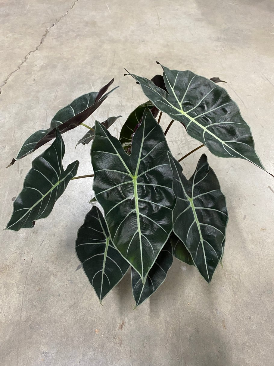 Алоказия heterophylla