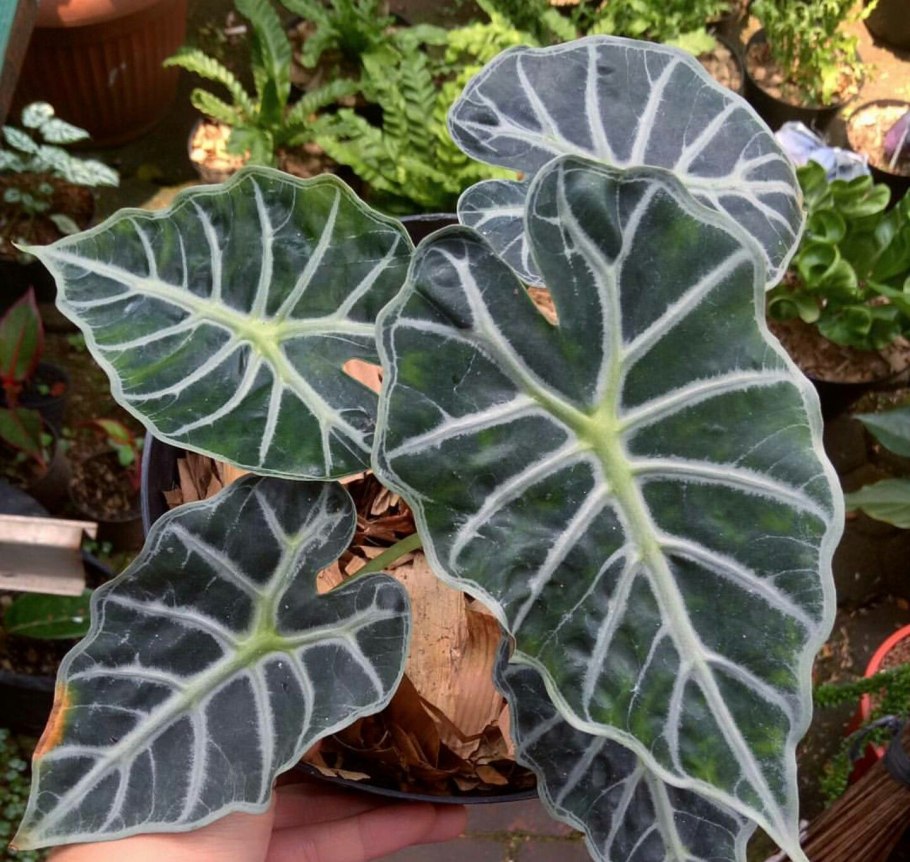 Алоказия Стингрей