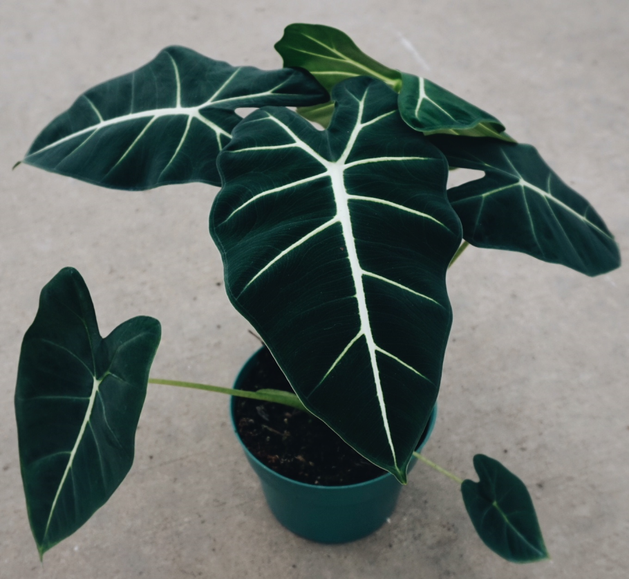 Алоказия лонгилоба