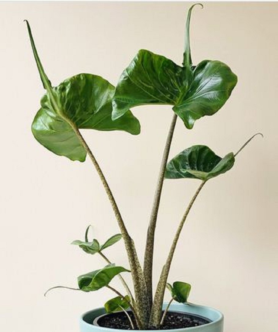 Алоказия Бамбино Арроу