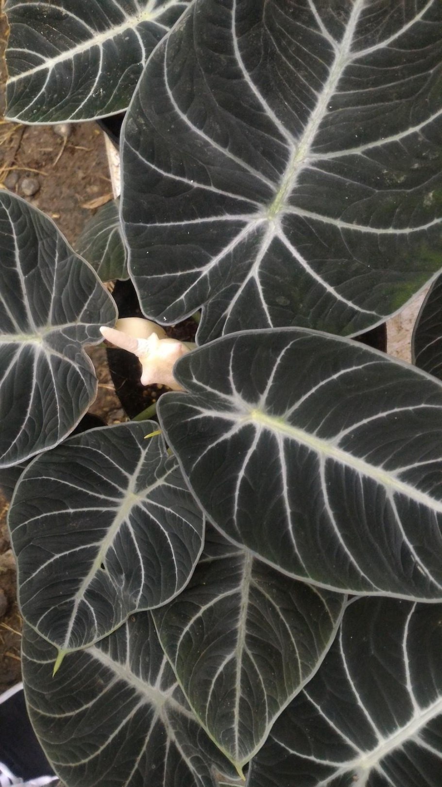 Алоказия Lowrider