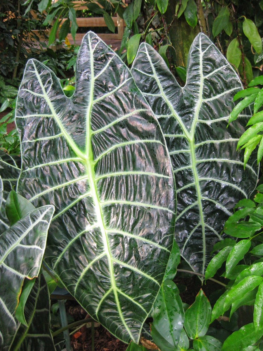 Алоказия lutea