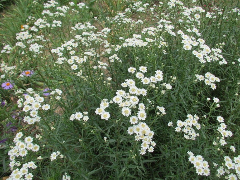 Тысячелистник обыкновенный Уайт Бьюти