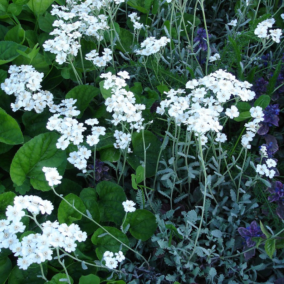 Тысячелистник обыкновенный (Achillea millefolium l.)